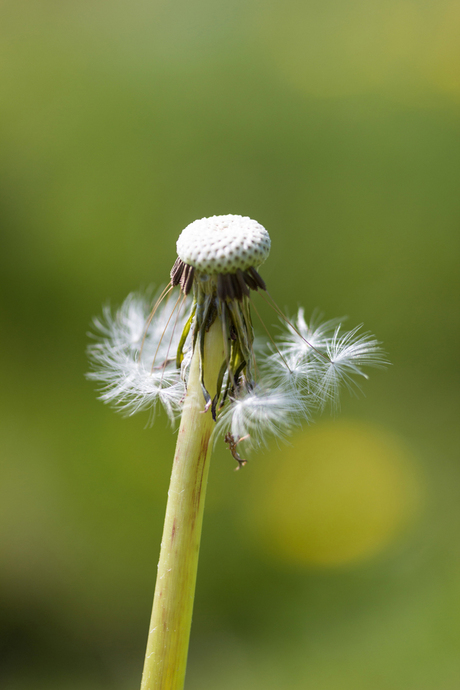 Paardenbloem3...