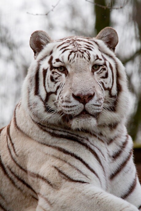 Witte tijger.