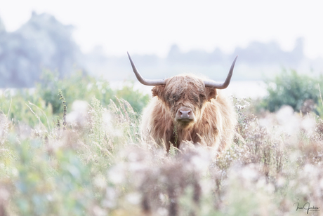 Schotse hooglander in de Dintelse Gorzen