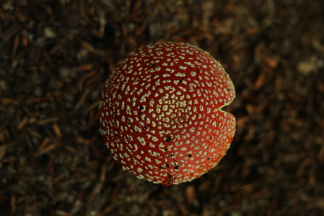 Pac-Manita Muscaria