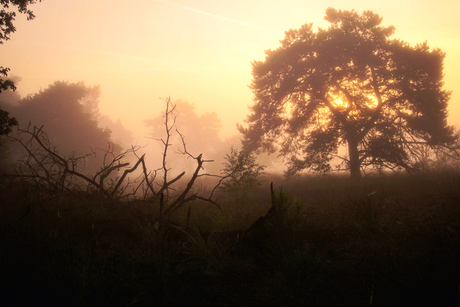 Zonsopkomst op de hei..