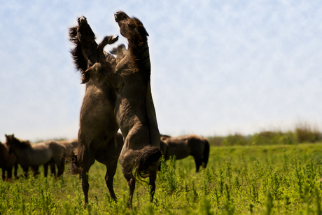 Wilde paarden Oostvaardersplassen