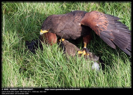 HARRIS HAWK