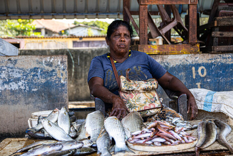 Vismarkt Negombo Sri Lanka