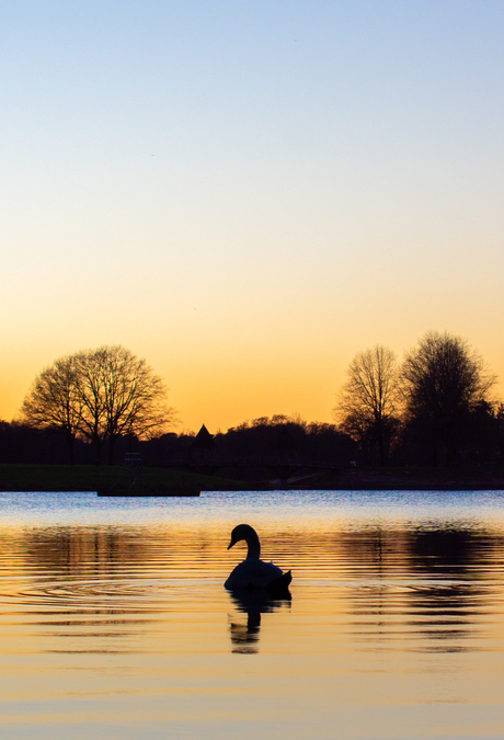 Zwemmend naar de zonsondergang 