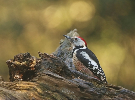 middelste bonte specht