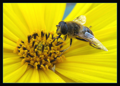 Bij op bloem