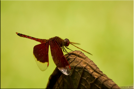 Red grasshawk dragonfly