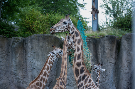 Dierentuin Wildlands