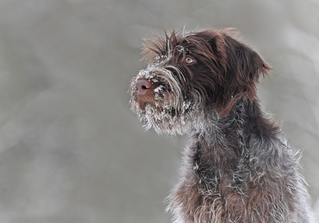 De eerste sneeuw voor Toffee