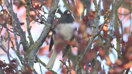 Grijze Junco