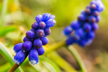 Groen en blauw in de natuur