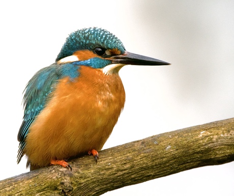 IJsvogel 