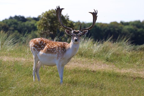 Bambi op de foto gezet 