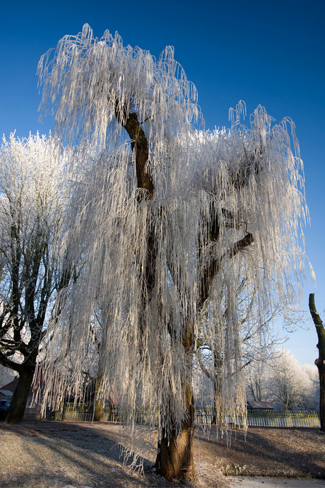 Winters kiekje