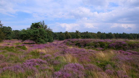 Bloeiende heide