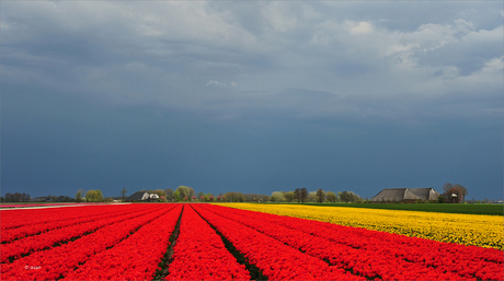 De laatste tulpen foto....