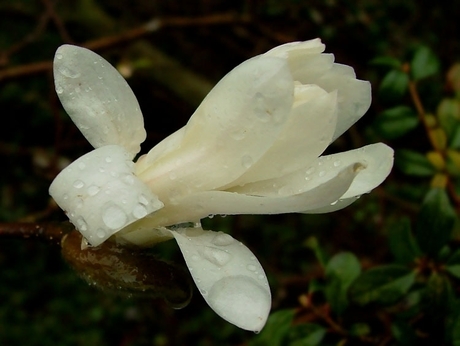 Wet Magnolia 2