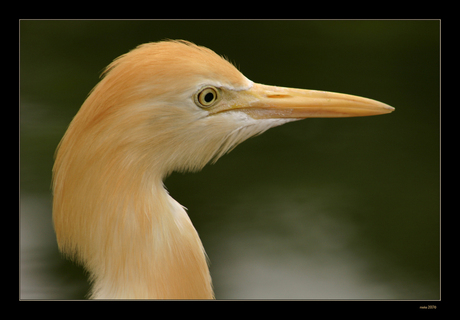 reiger - kuala lumpur