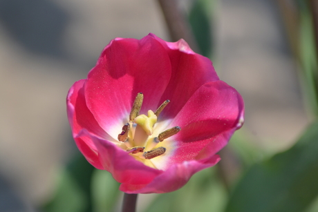 Tulp: bloem der lente!