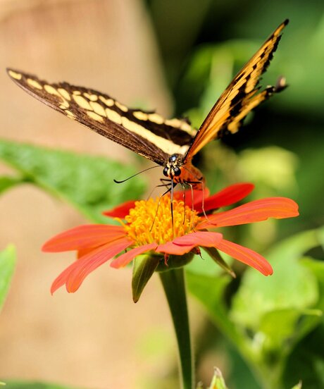Beautifull Butterfly