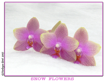 Snow Flowers