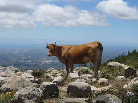 Hoogste punt van de Algarve; Foia.