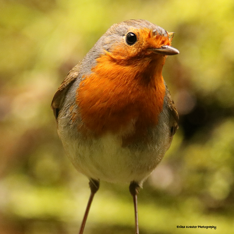 Roodborst