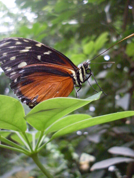 vlinder pracht