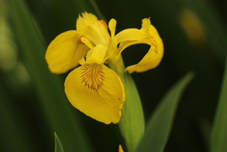 gele iris