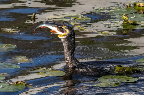 Ontbijt Aalscholver