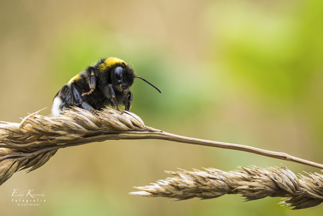Let it Bee....