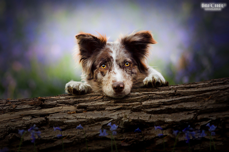 Hond met prachtige bloemen