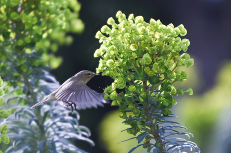 in de tuin