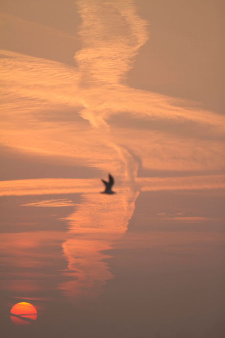 Vroege vogel