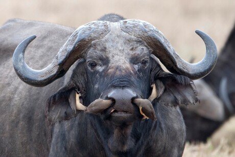 Buffel01