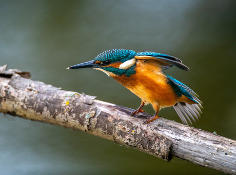 Kingfisher 