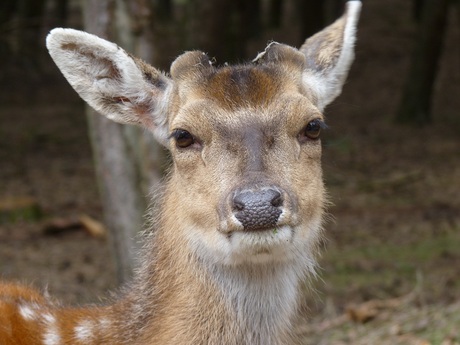 hertje Beekse Bergen