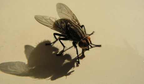 The Fly