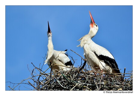 Stork Chatting