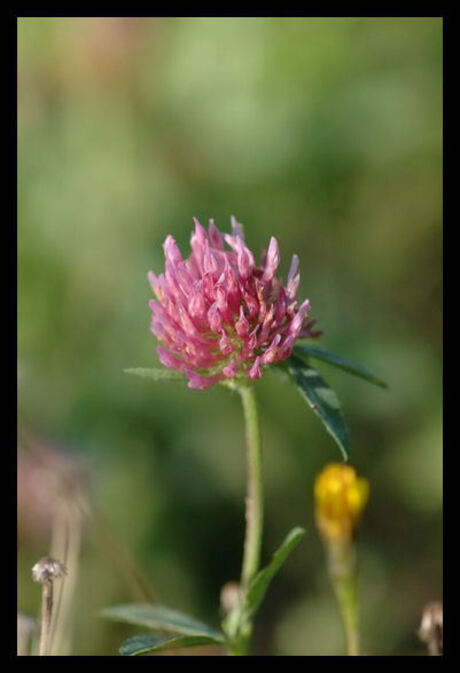klaverbloem