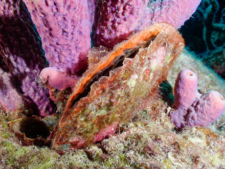 Onderwaterwereld Bonaire 