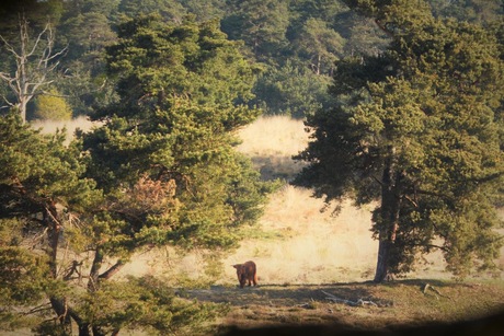 Begrazing