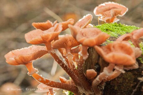 Paddenstoelen