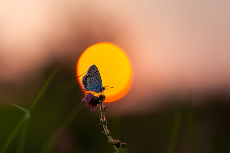 heideblauwtje in de late zon