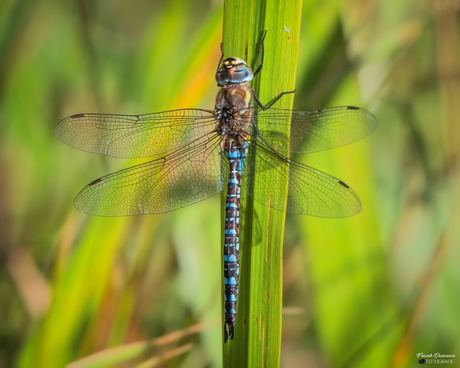 Paardenbijter (Aeshna mixta).