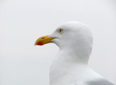 Meeuw op Texel