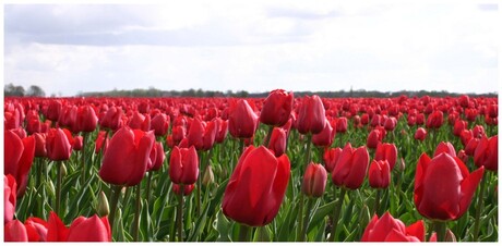 Tulpen