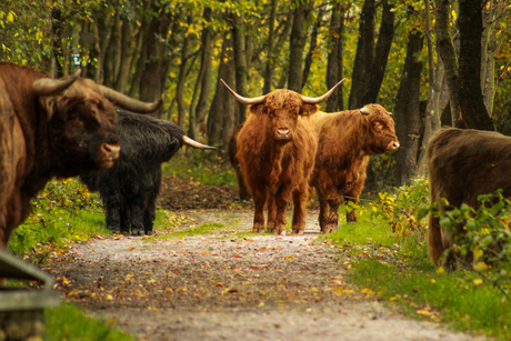 Een kudde Schotse Hooglanders