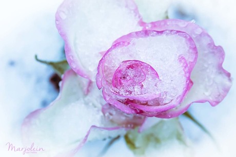 Frozen rose